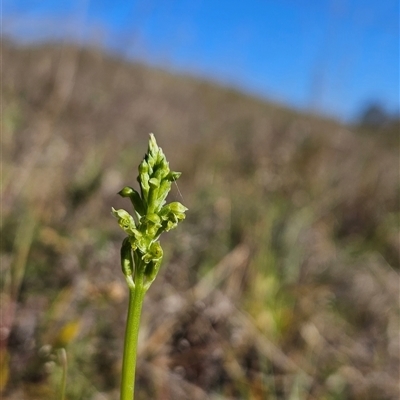 Microtis unifolia (Common Onion Orchid) at Uriarra Village, ACT - 13 Oct 2024 by BethanyDunne