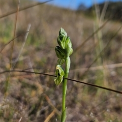 Hymenochilus bicolor (ACT) = Pterostylis bicolor (NSW) (Black-tip Greenhood) at Uriarra Village, ACT - 12 Oct 2024 by BethanyDunne