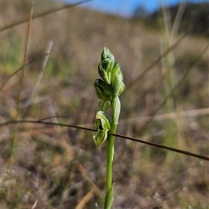 Hymenochilus bicolor (ACT) = Pterostylis bicolor (NSW) at Uriarra Village, ACT - suppressed