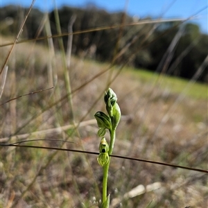 Hymenochilus bicolor (ACT) = Pterostylis bicolor (NSW) at Uriarra Village, ACT - suppressed