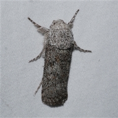 Cryptophasa irrorata (A Gelechioid moth (Xyloryctidae)) at Freshwater Creek, VIC - 18 Feb 2021 by WendyEM