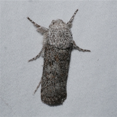 Cryptophasa irrorata (A Gelechioid moth (Xyloryctidae)) at Freshwater Creek, VIC - 18 Feb 2021 by WendyEM