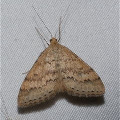 Scopula rubraria (Reddish Wave, Plantain Moth) at Freshwater Creek, VIC - 18 Feb 2021 by WendyEM