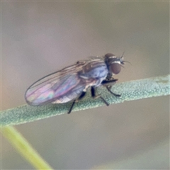 Muscidae (family) (Unidentified muscid fly) at Dickson, ACT - 13 Oct 2024 by Hejor1