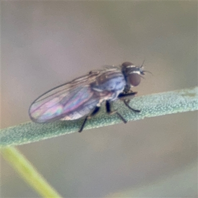 Muscidae (family) (Unidentified muscid fly) at Dickson, ACT - 13 Oct 2024 by Hejor1