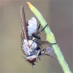 Muscidae (family) at Dickson, ACT - 13 Oct 2024