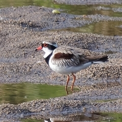 Charadrius melanops (Black-fronted Dotterel) at Tharwa, ACT - 13 Oct 2024 by RomanSoroka