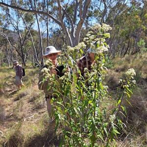 Olearia lirata at Hackett, ACT - 13 Oct 2024