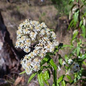 Olearia lirata at Hackett, ACT - 13 Oct 2024 03:31 PM