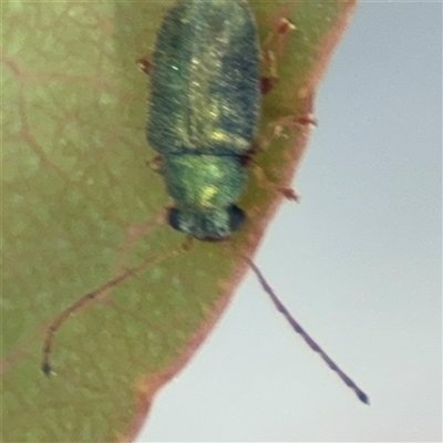 Edusella sp. (genus) (A leaf beetle) at Dickson, ACT - 13 Oct 2024 by Hejor1