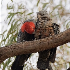 Callocephalon fimbriatum (Gang-gang Cockatoo) - 1 Jan 1900 by RomanSoroka