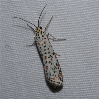 Utetheisa pulchelloides (Heliotrope Moth) at Freshwater Creek, VIC - 18 Feb 2021 by WendyEM