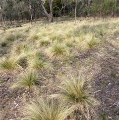 Nassella trichotoma (Serrated Tussock) at Hackett, ACT - 13 Oct 2024 by waltraud