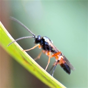 Ichneumonidae (family) at Dickson, ACT - 13 Oct 2024 01:46 PM