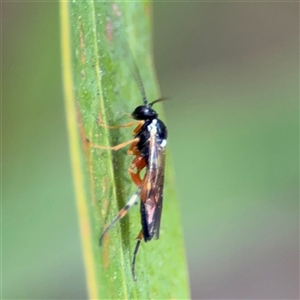 Ichneumonidae (family) at Dickson, ACT - 13 Oct 2024 01:46 PM