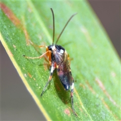 Ichneumonidae (family) at Dickson, ACT - 13 Oct 2024 01:46 PM