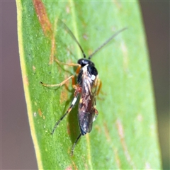 Ichneumonidae (family) at Dickson, ACT - 13 Oct 2024 01:46 PM