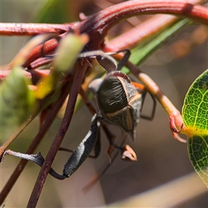 Mictis profana at Dickson, ACT - 13 Oct 2024