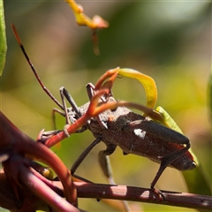 Mictis profana at Dickson, ACT - 13 Oct 2024