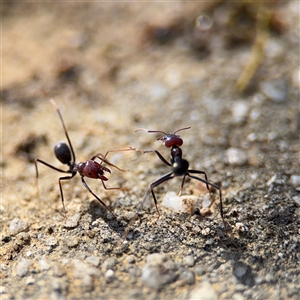 Iridomyrmex purpureus at Dickson, ACT - 13 Oct 2024