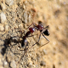 Iridomyrmex purpureus at Dickson, ACT - 13 Oct 2024