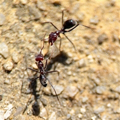 Iridomyrmex purpureus at Dickson, ACT - 13 Oct 2024