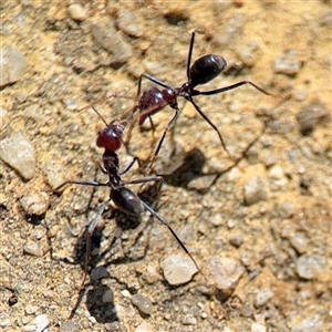 Iridomyrmex purpureus at Dickson, ACT - 13 Oct 2024