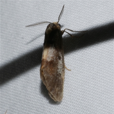 Anestia semiochrea (Marbled Footman) at Freshwater Creek, VIC - 18 Feb 2021 by WendyEM