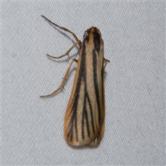 Phaeophlebosia furcifera (Forked Footman) at Freshwater Creek, VIC - 18 Feb 2021 by WendyEM