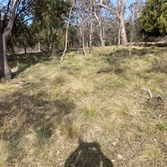 Nassella trichotoma (Serrated Tussock) at Hackett, ACT - 13 Oct 2024 by waltraud