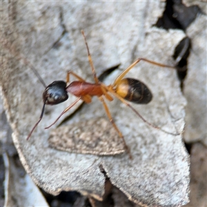 Camponotus consobrinus at Dickson, ACT - 13 Oct 2024 02:21 PM