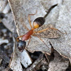 Camponotus consobrinus at Dickson, ACT - 13 Oct 2024 02:21 PM