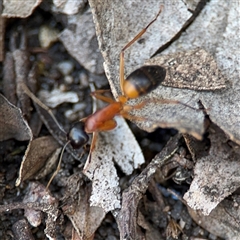 Camponotus consobrinus at Dickson, ACT - 13 Oct 2024 02:21 PM