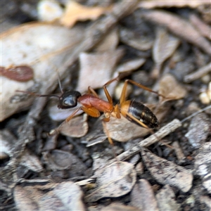 Camponotus consobrinus at Dickson, ACT - 13 Oct 2024 02:21 PM