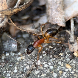 Camponotus consobrinus at Dickson, ACT - 13 Oct 2024