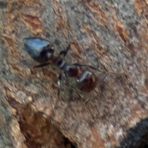 Crematogaster sp. (genus) at Dickson, ACT - 13 Oct 2024