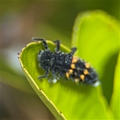 Harmonia conformis (Common Spotted Ladybird) at Dickson, ACT - 13 Oct 2024 by Hejor1