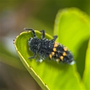 Harmonia conformis at Dickson, ACT - 13 Oct 2024