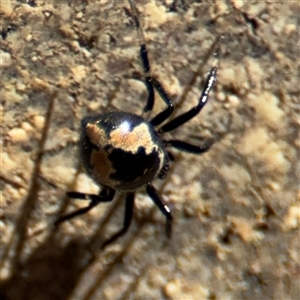 Euryopis splendens at Dickson, ACT - 13 Oct 2024