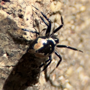 Euryopis splendens at Dickson, ACT - 13 Oct 2024