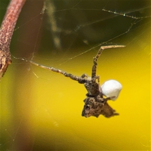 Philoponella congregabilis at Dickson, ACT - 13 Oct 2024