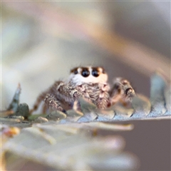 Opisthoncus sp. (genus) (Unidentified Opisthoncus jumping spider) at Dickson, ACT - 13 Oct 2024 by Hejor1