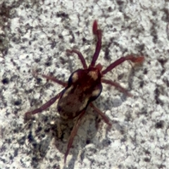 Erythraeidae (family) (Erythraeid mite) at Dickson, ACT - 13 Oct 2024 by Hejor1