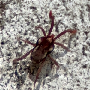 Erythraeidae (family) at Dickson, ACT - 13 Oct 2024 02:52 PM