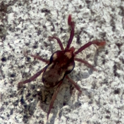 Erythraeidae (family) (Erythraeid mite) at Dickson, ACT - 13 Oct 2024 by Hejor1