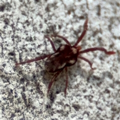 Erythraeidae (family) at Dickson, ACT - 13 Oct 2024