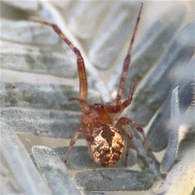 Cryptachaea veruculata (Diamondback comb-footed spider) at Dickson, ACT - 13 Oct 2024 by Hejor1