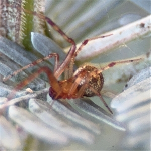 Cryptachaea veruculata at Dickson, ACT - 13 Oct 2024