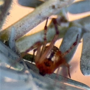 Cryptachaea veruculata at Dickson, ACT - 13 Oct 2024