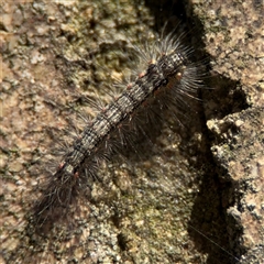 Anestia (genus) (A tiger moth) at Dickson, ACT - 13 Oct 2024 by Hejor1